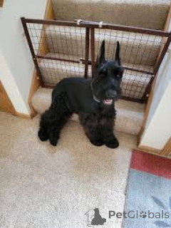 Photo №2 to announcement № 173091 for the sale of giant schnauzer - buy in Serbia private announcement, breeder