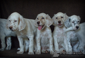 Photo №3. English Setter puppies. Russian Federation