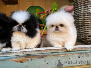 Photo №1. pekingese - for sale in the city of Brussels | negotiated | Announcement № 163581