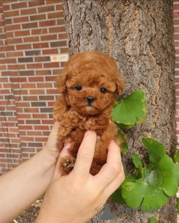 Photo №2 to announcement № 167984 for the sale of american cocker spaniel - buy in United Kingdom private announcement