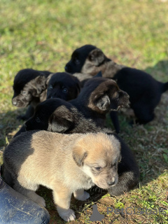 Photo №3. Labrador puppies (mixed breed). Russian Federation