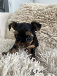 Photo №1. yorkshire terrier - for sale in the city of Illinois City | 400$ | Announcement № 103758
