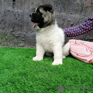 Photo №3. AKITA PUPPY LOOKING FOR A HOME. United States