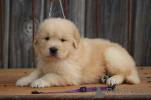 Photo №2 to announcement № 173994 for the sale of golden retriever - buy in Germany 