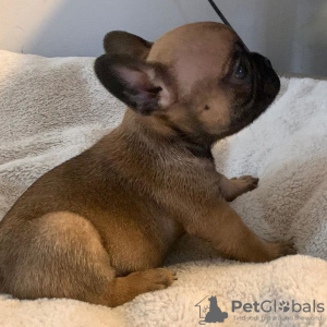 Photo №2 to announcement № 80365 for the sale of french bulldog - buy in Netherlands private announcement
