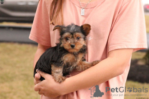 Photo №2 to announcement № 63807 for the sale of yorkshire terrier - buy in Germany 