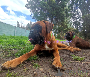 Additional photos: Boxer puppies available
