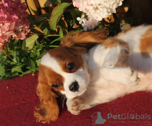 Photo №3. Adorable puppy for sale. Latvia