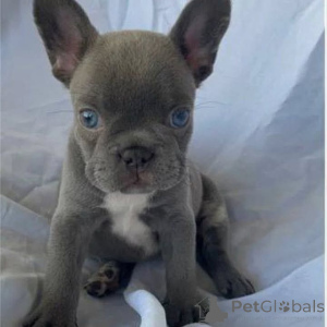 Photo №2 to announcement № 163568 for the sale of  - buy in Ukraine 