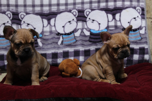 Additional photos: French Bulldog Puppies