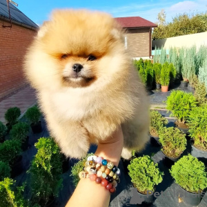Photo №1. pomeranian - for sale in the city of Slovenian coffin | negotiated | Announcement № 173359