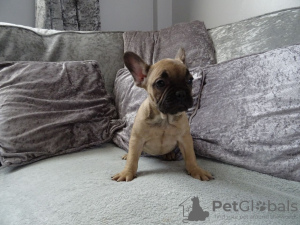 Photo №3. Healthy French Bulldog for Adoption now. Germany