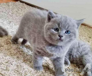 Photo №1. russian blue - for sale in the city of Leipzig | Is free | Announcement № 101598