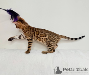 Photo №2 to announcement № 8192 for the sale of bengal cat - buy in United States from nursery
