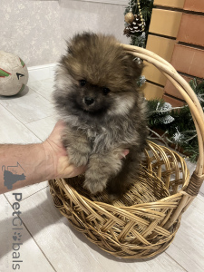 Photo №3. Spitz puppy. Russian Federation