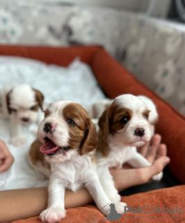 Photo №1. cavalier king charles spaniel - for sale in the city of Аланья | 800$ | Announcement № 77226