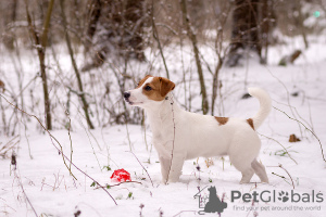 Photo №2 to announcement № 17624 for the sale of jack russell terrier - buy in Belarus from nursery