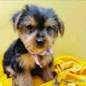 Photo №2 to announcement № 163971 for the sale of yorkshire terrier - buy in Finland private announcement, breeder