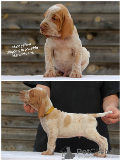 Additional photos: Italian Brakk puppies