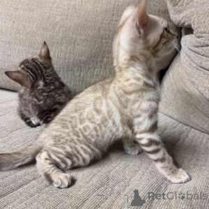 Photo №4. I will sell bengal cat in the city of Berlin. breeder - price - negotiated