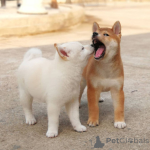 Photo №1. japanese spitz - for sale in the city of Holstebro | 1032$ | Announcement № 167512