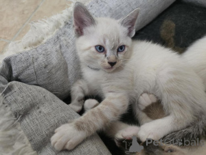 Photo №1. siamese cat - for sale in the city of Cologne | 329$ | Announcement № 143176