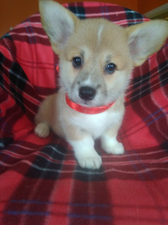 Photo №4. I will sell welsh corgi in the city of Podolsk. from nursery - price - 942$