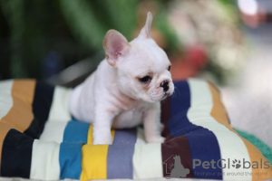 Additional photos: french bulldog