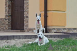 Photo №3. White Swiss Shepherd Dog. Poland