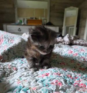 Photo №2 to announcement № 176004 for the sale of maine coon - buy in Germany 