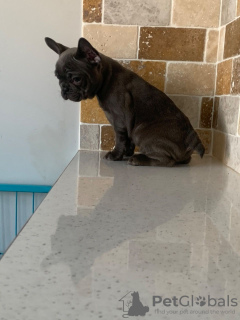 Additional photos: Vaccinated French Bulldog available for Adoption