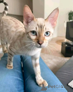 Photo №2 to announcement № 147420 for the sale of  - buy in United States breeder