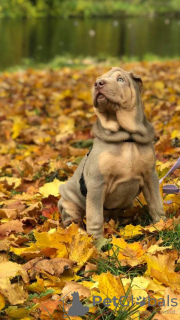 Photo №3. puppy ball singing. Russian Federation