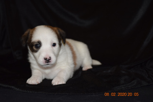 Photo №1. jack russell terrier - for sale in the city of Novopolotsk | Negotiated | Announcement № 5303