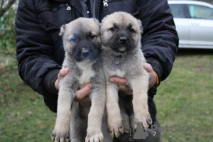 Photo №3. Turkish Kangal puppies. Serbia