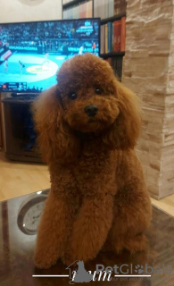 Additional photos: Premium red poodles