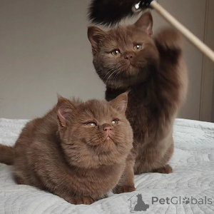 Photo №2 to announcement № 169410 for the sale of british shorthair - buy in Switzerland breeder