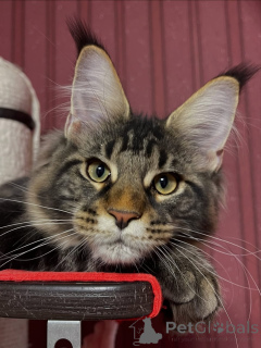Photo №2 to announcement № 160674 for the sale of maine coon - buy in United Kingdom 