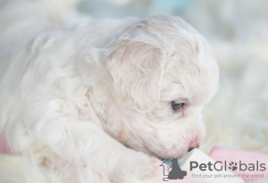 Additional photos: Bichon Friesian puppies