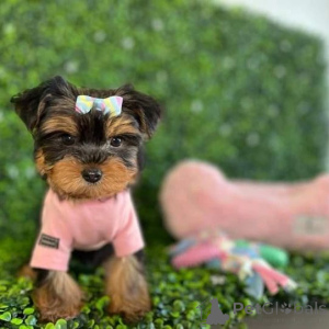 Photo №1. yorkshire terrier - for sale in the city of Atlantic City | Is free | Announcement № 149976