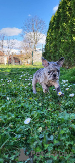 Additional photos: French Bulldog Merle Puppies