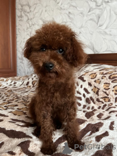 Photo №1. non-pedigree dogs - for sale in the city of Kiev | 1032$ | Announcement № 155618