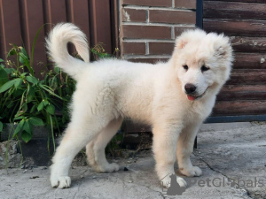 Photo №4. I will sell caucasian shepherd dog in the city of Kiev. private announcement, from nursery - price - 450$