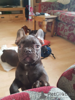 Photo №3. Top French Bulldog puppies available now for sale. Germany