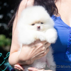 Additional photos: Pomeranian puppies