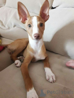 Photo №2 to announcement № 157827 for the sale of portuguese podengo - buy in Germany from the shelter, breeder