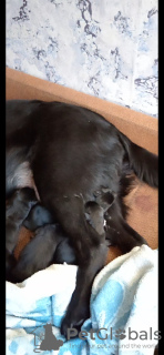 Photo №3. Mixed-breed puppies from Labrador mother in good hands. Belarus