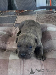 Additional photos: Cane Corso, puppy reservation