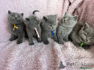 Photo №1. british shorthair - for sale in the city of Berlin | 250$ | Announcement № 153521