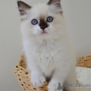 Photo №1. ragdoll - for sale in the city of Bromarf | negotiated | Announcement № 156965